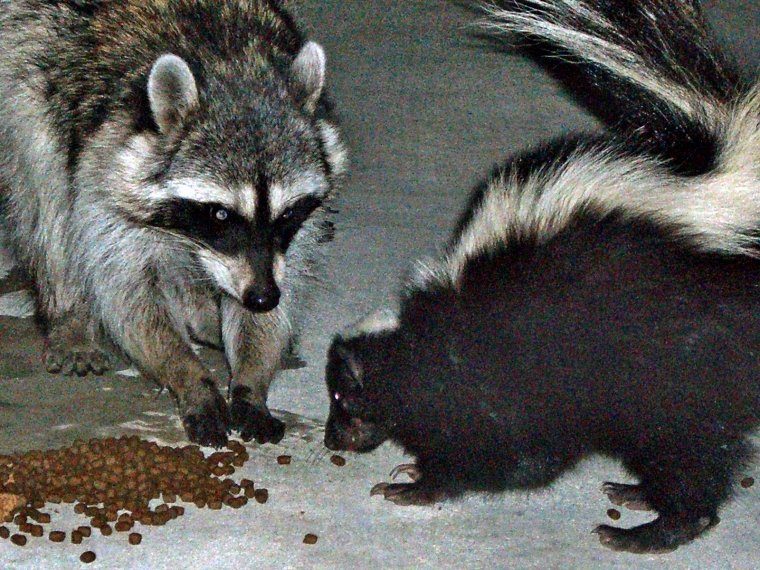 Skunk and Raccoon