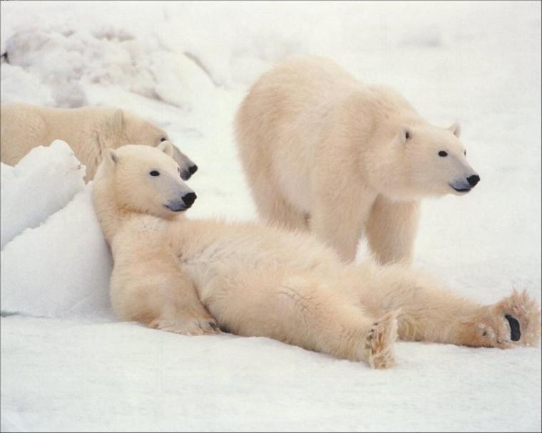 Lazy Bears